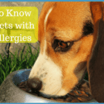 What to Know About Pet Food Allergies