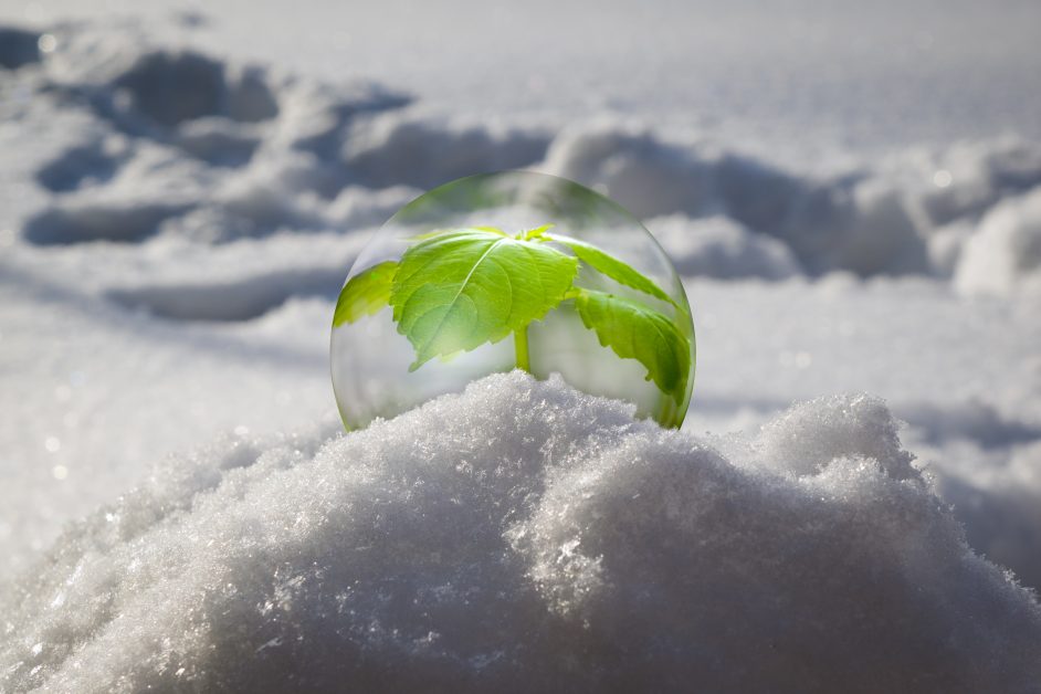 grow vegetables in the winter