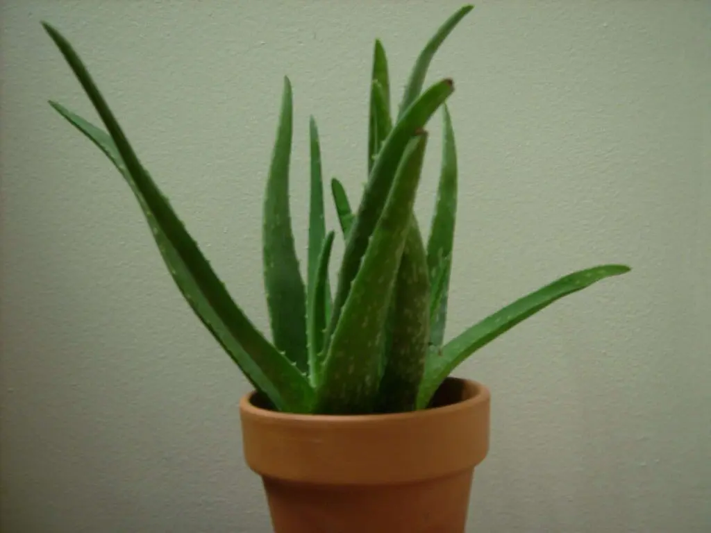 Aloe Vera Plant