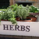 Herb Garden