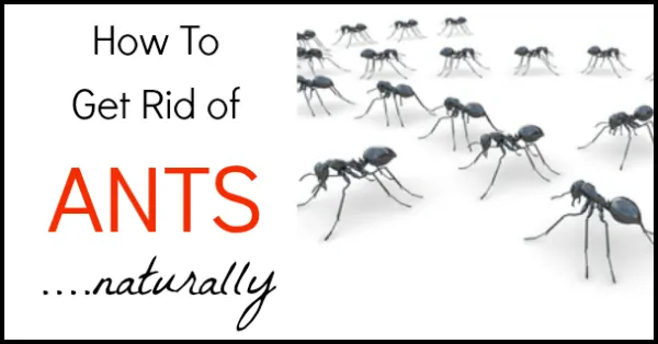 How to get rid of ants naturally