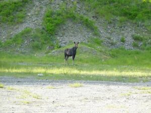 moose in gravel pit