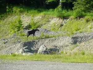 moosewalking