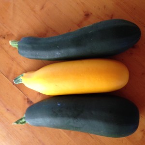 Summer Squash and Zucchini