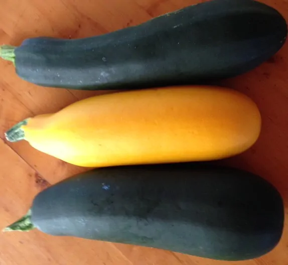 Summer Squash and Zucchini