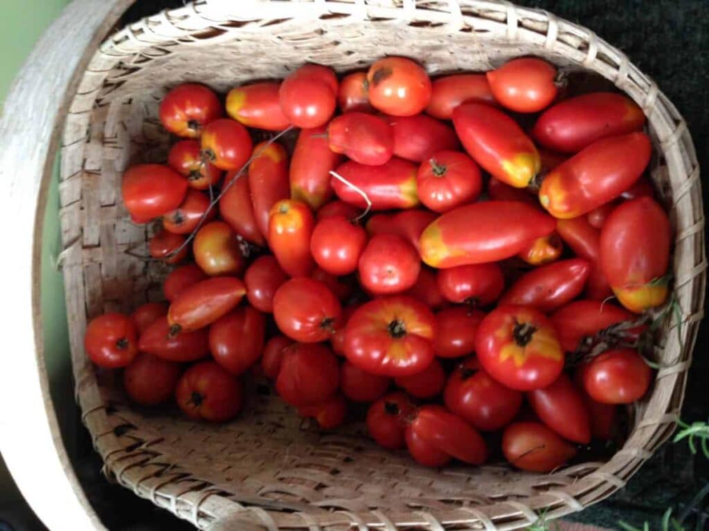 Harvesting Tomatoes - preserve garden vegetables