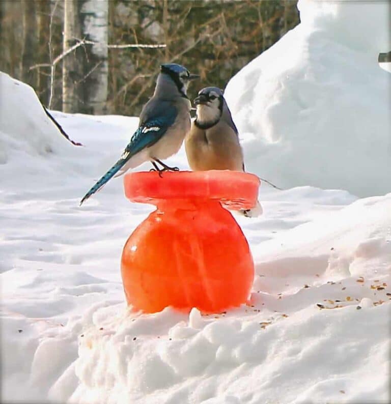 DIY Winter Bird Feeder Project from Twigs and Toadstool