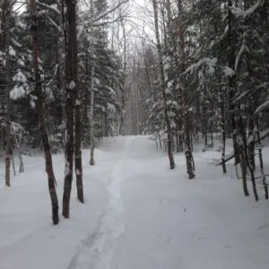 Snowshoe Tracks