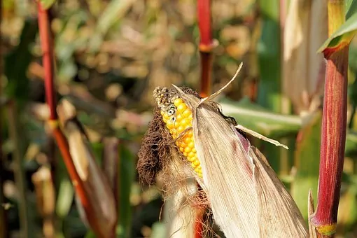 Pet Food Allergies - Corn