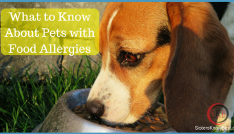 What to Know About Pet Food Allergies