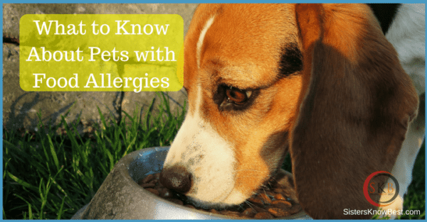 What to Know About Pet Food Allergies from Sisters Know Best