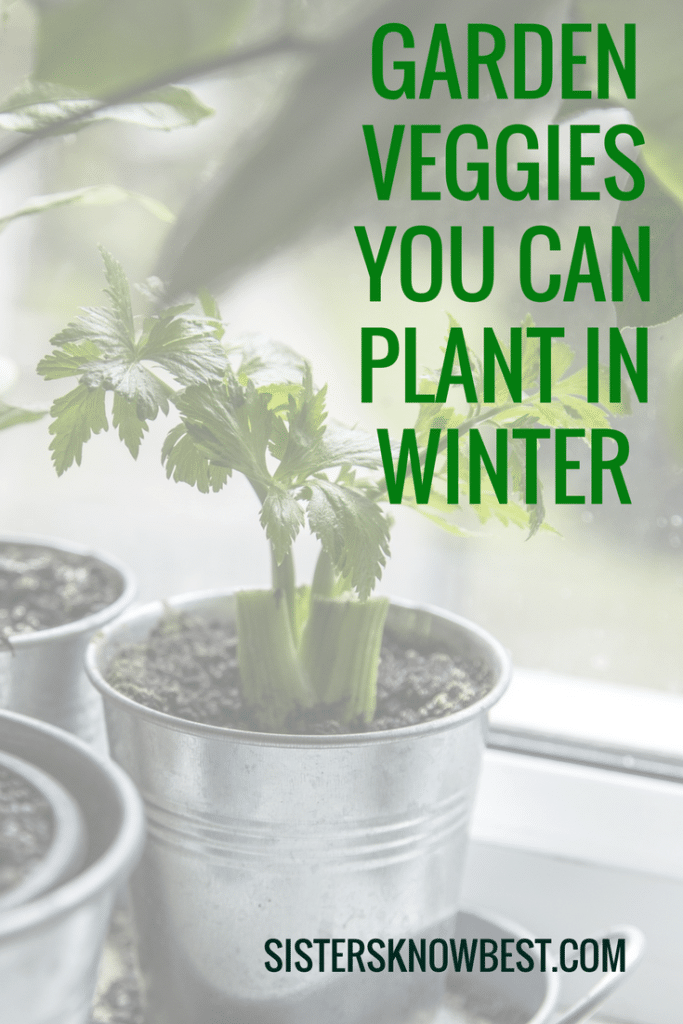 How To Grow Vegetables in the Winter Jumpstart Your Garden!