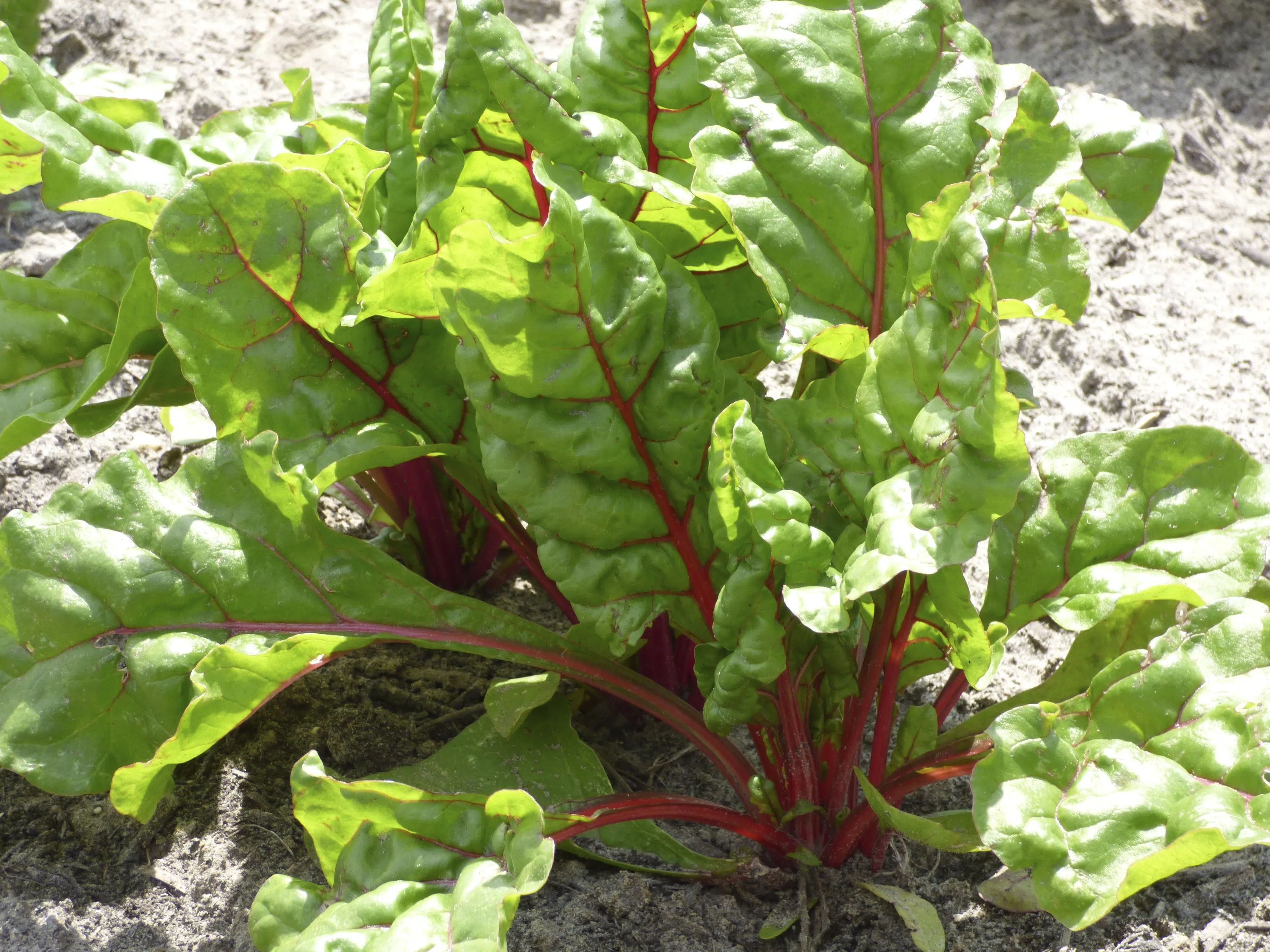 bright colored beet greens