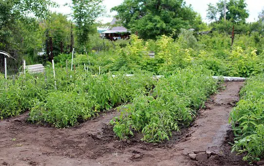 garden beds with green plants