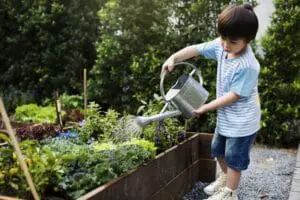 boy with watering can watering vegetables