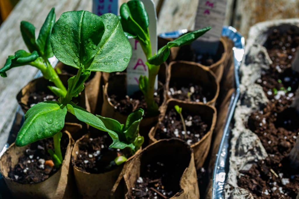 seedlings growing in starter pots made from recycled toilet paper cylinders