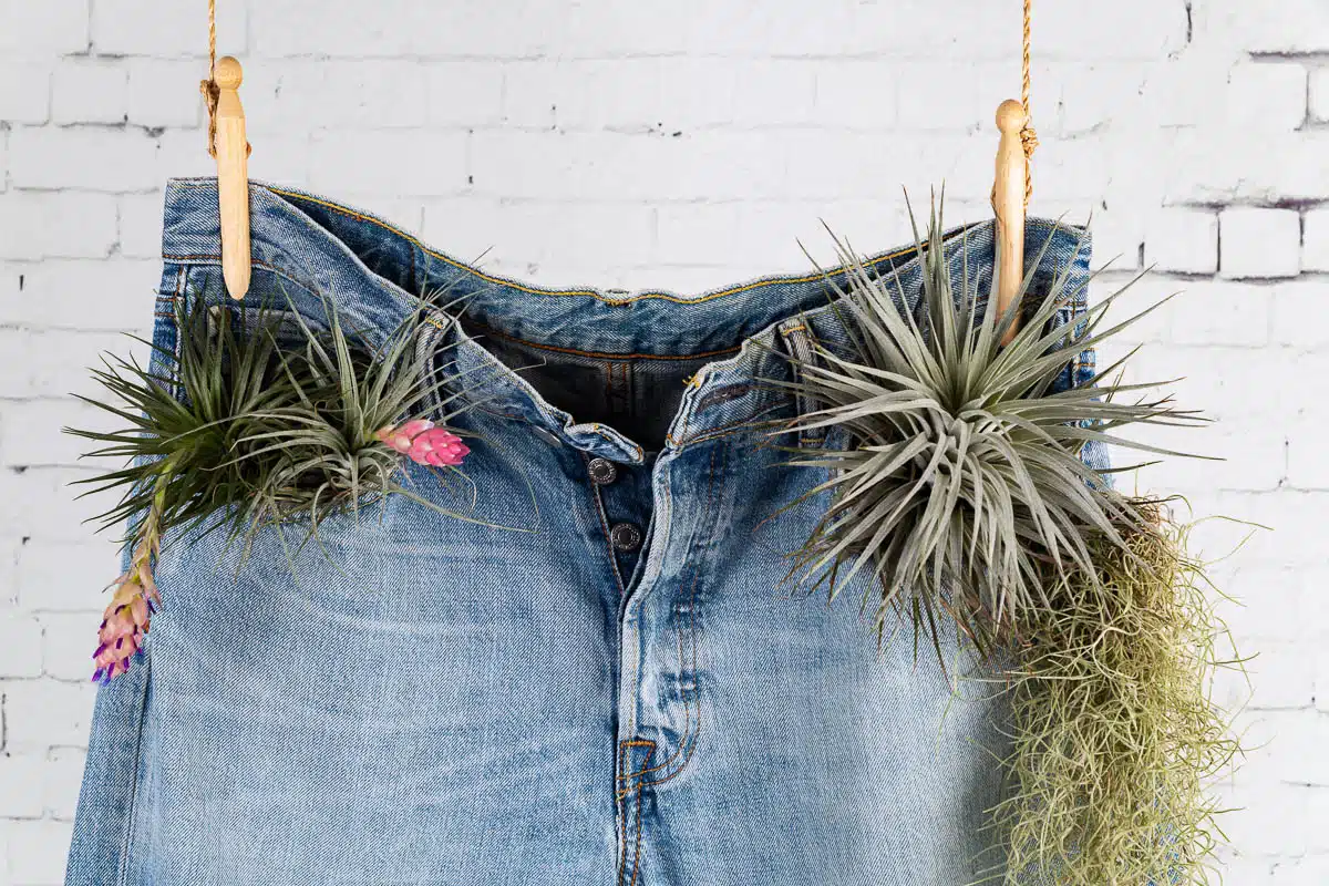 Recycle your Denim jeans concept. Close-up on a pair of blue jeans hanging on a natural rope with wooden clothespin and plants in the front pockets, over a vintage white brick wall.
